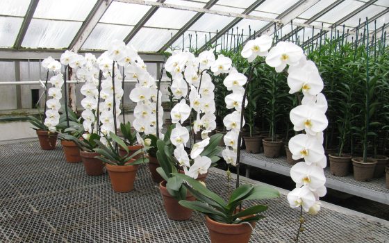 Rare orchids new arrivals